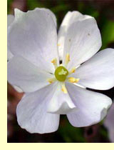 Джефферсония сомнительная (Jeffersonia dubia ) Джефферсония сомнительная (Jeffersonia dubia )